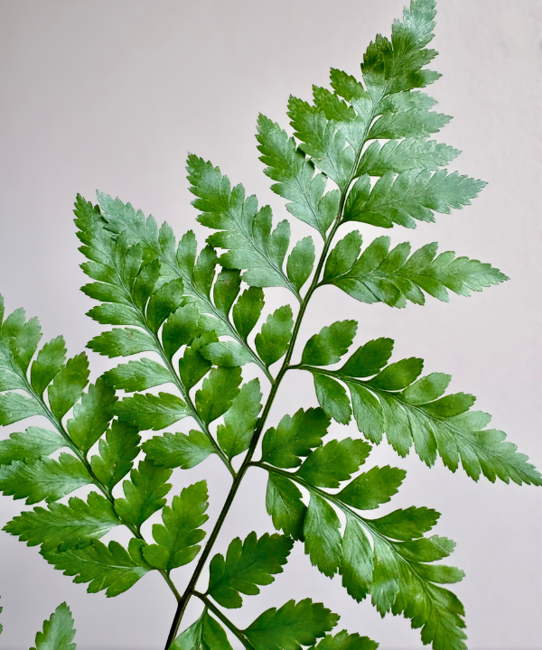 Baker Fern Bunch