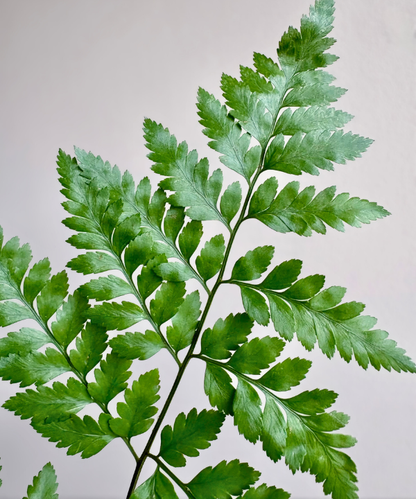 Baker Fern Bunch