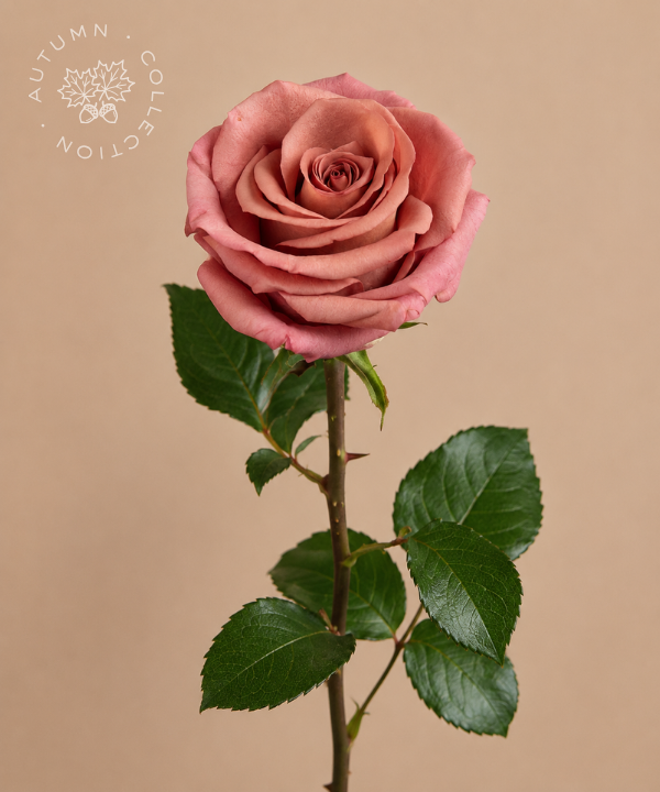 FALL Rose Barista Cinnamon-Mauve Bunch