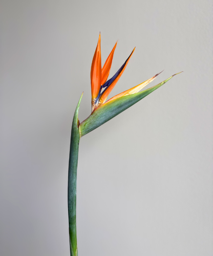 Birds Of Paradise Bunch