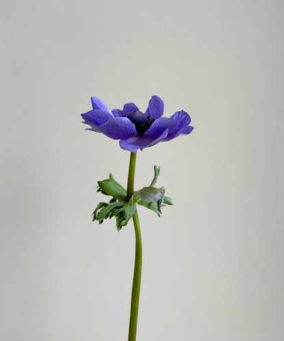 Anemone Blue Bunch