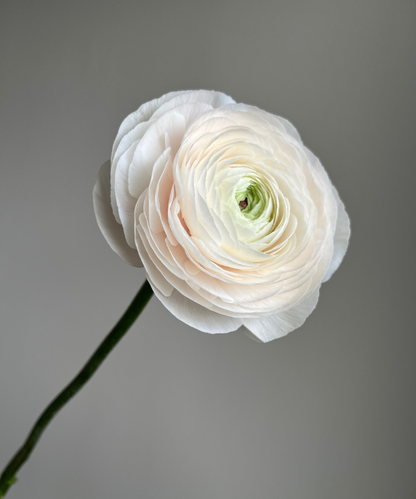 Ranunculus Blush Pink Hanoi Bunch