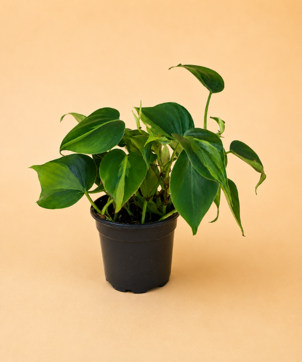 Philodendron Assortment