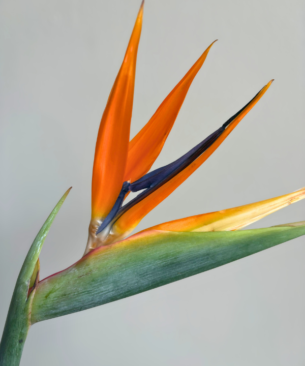 Birds Of Paradise Bunch