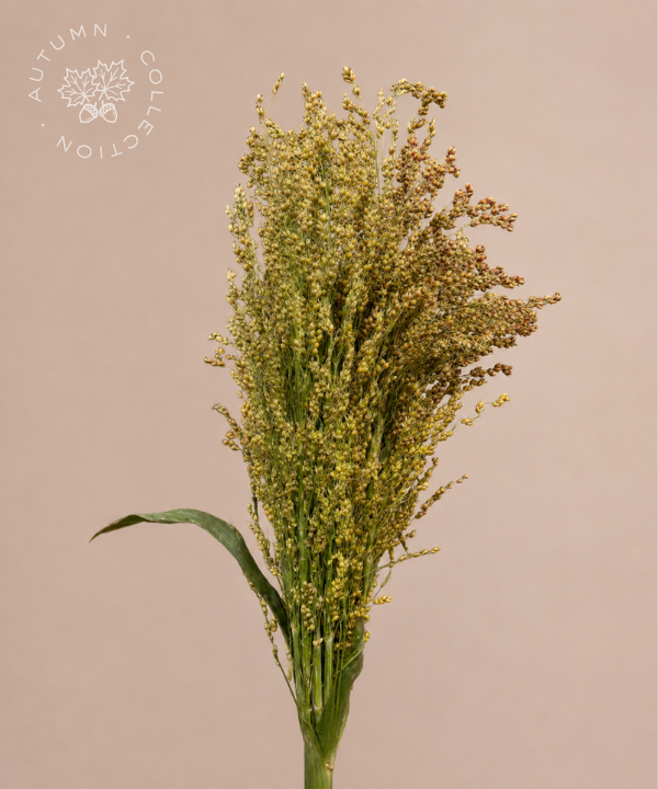 FALL Broomcorn Bunch