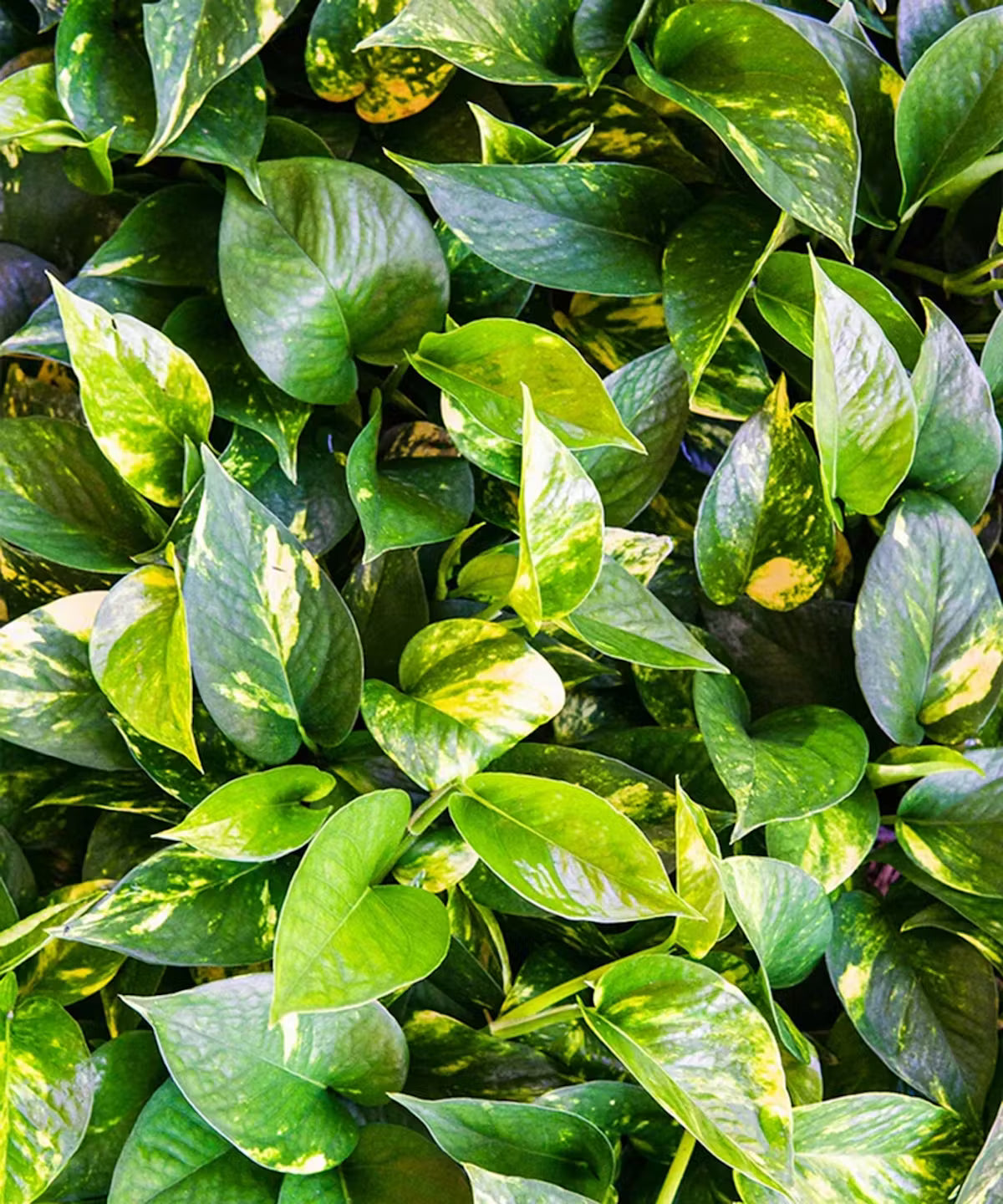 Pothos Assortment