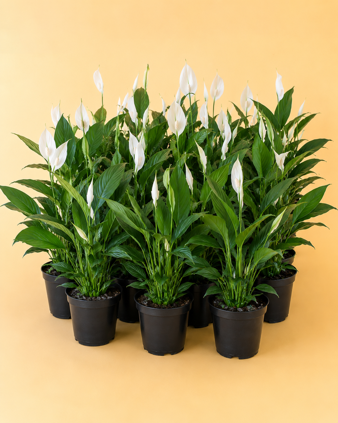 Spathiphyllum Pack