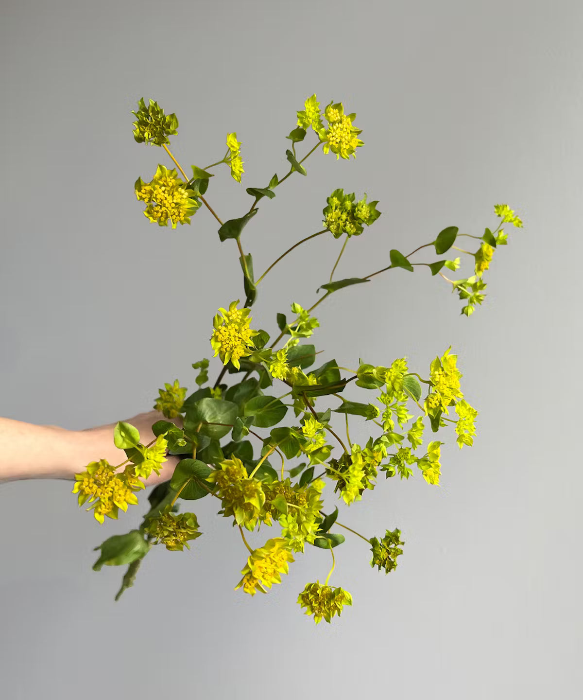 Bupleurum Bunch