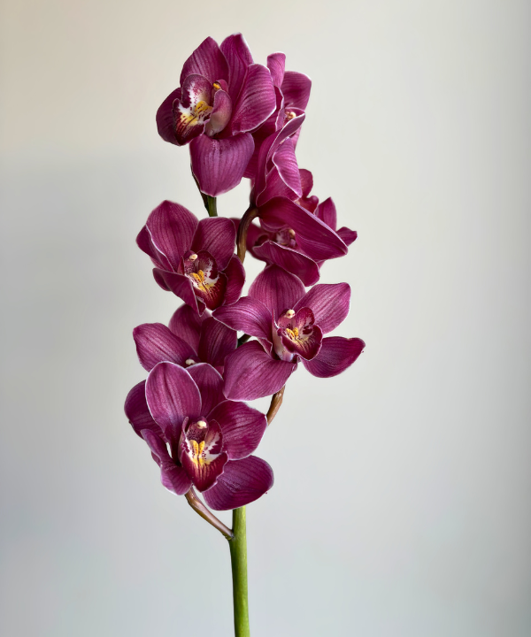 Cymbidium Orchid Burgundy Stem