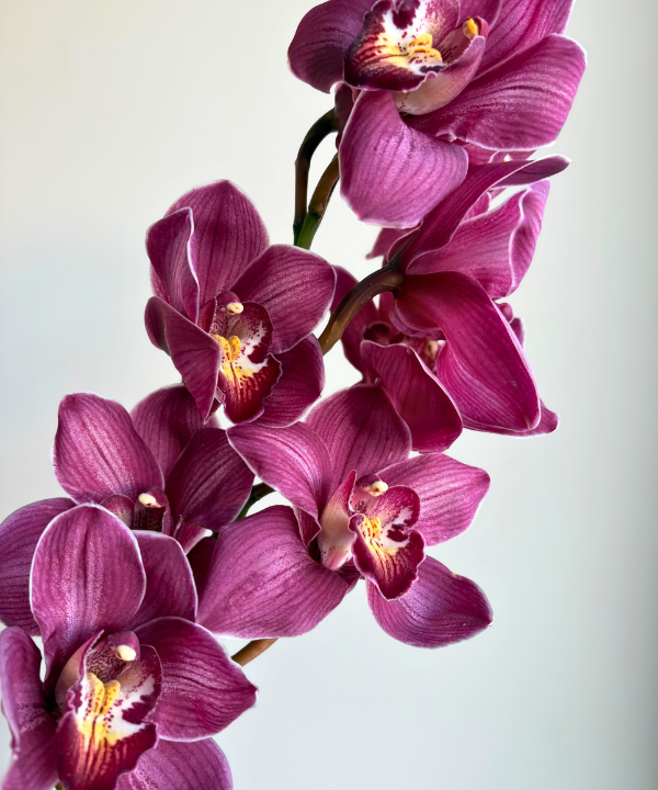 Cymbidium Orchid Burgundy Stem
