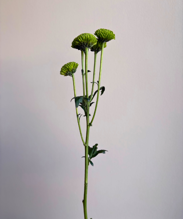 Button Mum Green Bunch