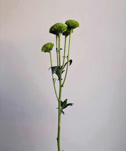 Button Mum Green Bunch