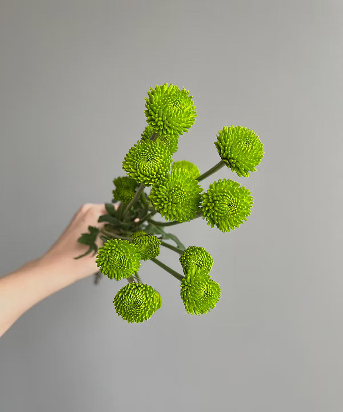 Button Mum Green Bunch