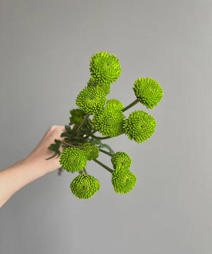 Button Mum Green Bunch