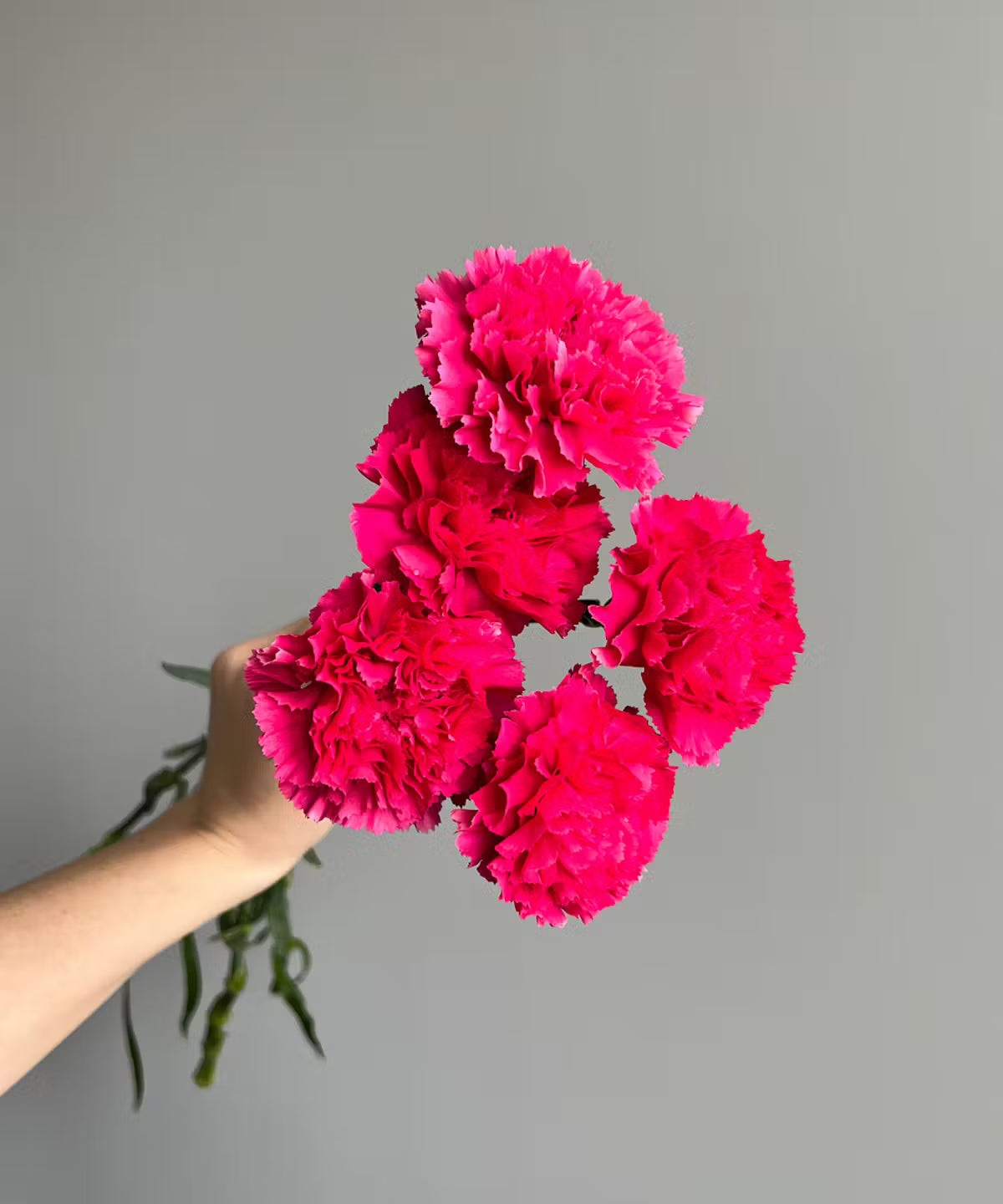 Carnations Hot Pink Bunch