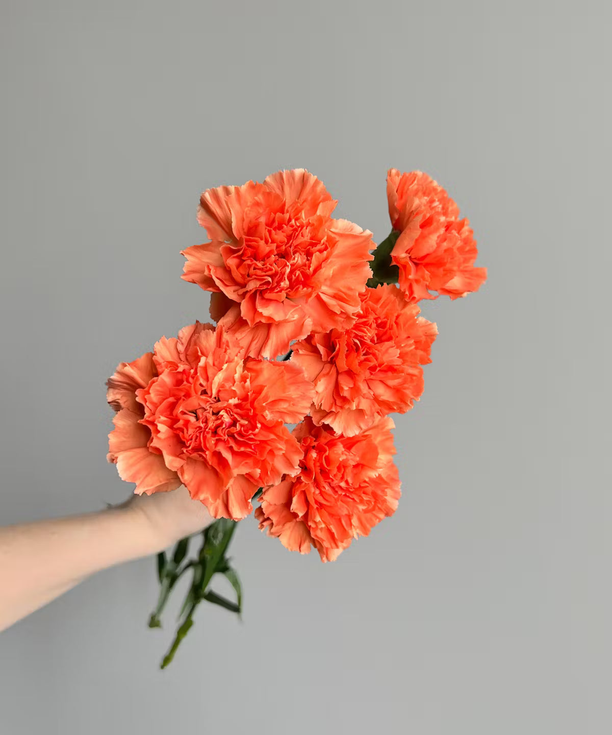 Carnations Orange Bunch