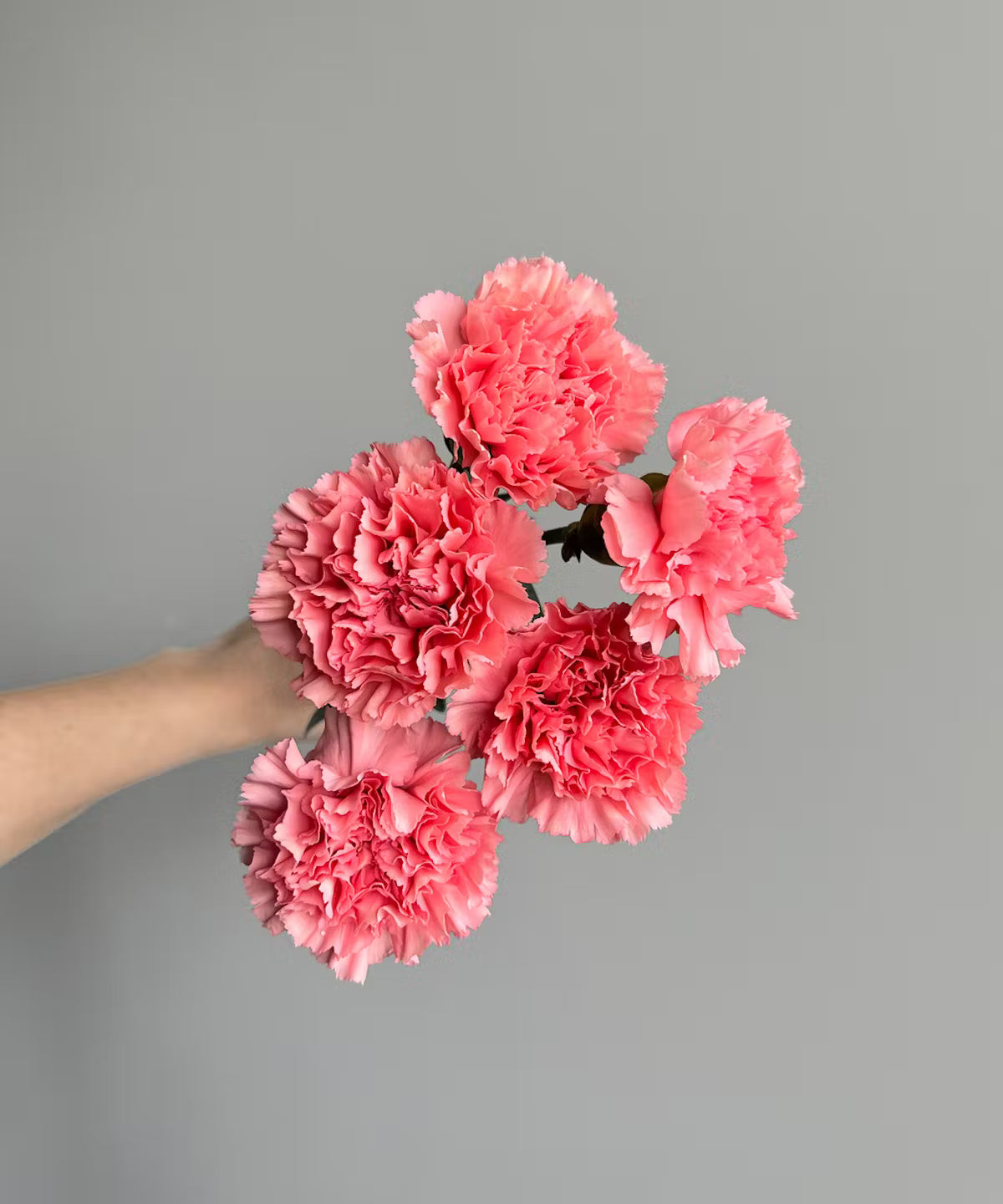 Carnations Pink Bunch