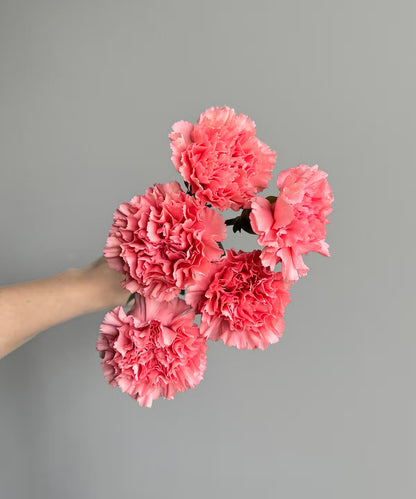 Carnations Pink Bunch