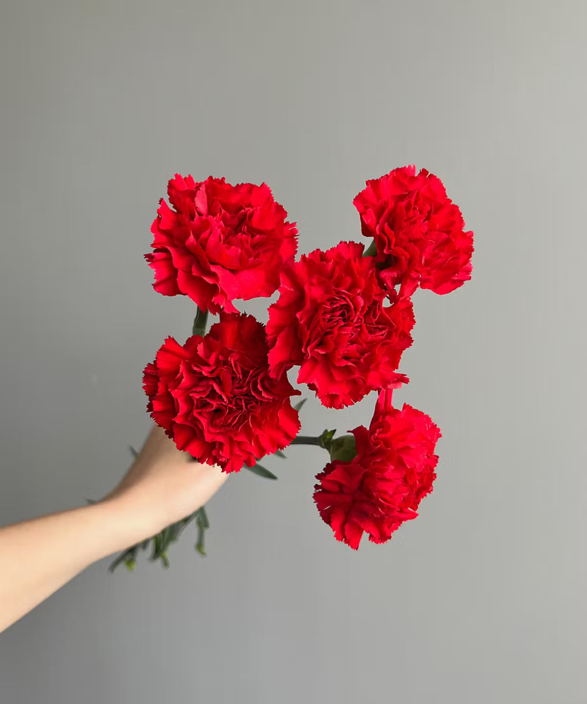 Carnations Red Bunch