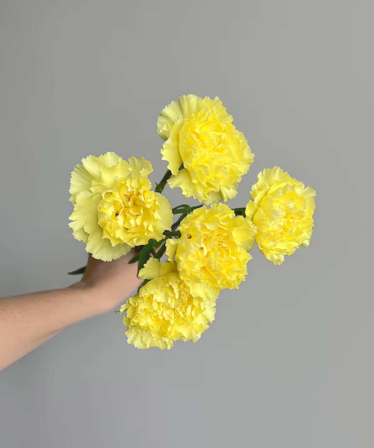 Carnations Yellow Bunch