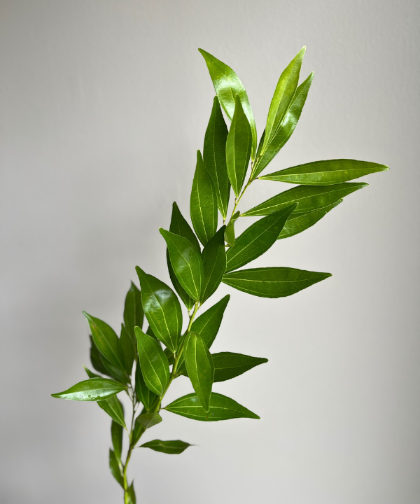 Cocculus Bunch