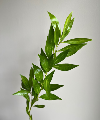 Cocculus Bunch