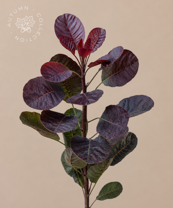 FALL Cotinus "Smoke Bush" Bunch