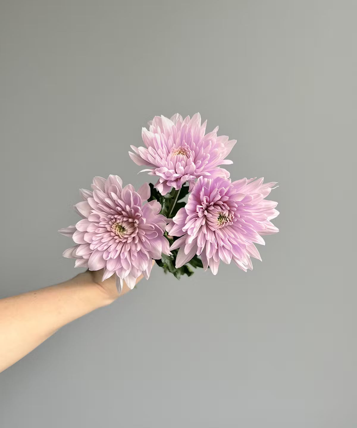 Cremone Mum Lavender Bunch