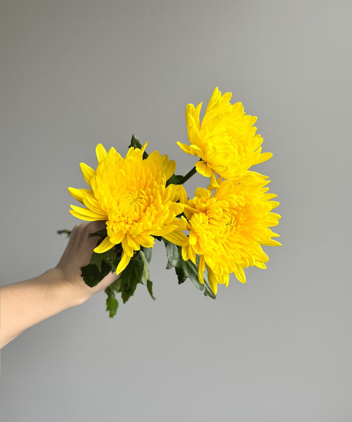 Cremone Mum Yellow Bunch