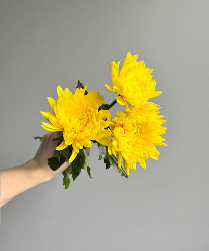 Cremone Mum Yellow Bunch