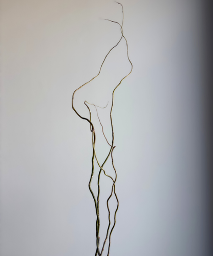 Curly Willow Tips Bunch