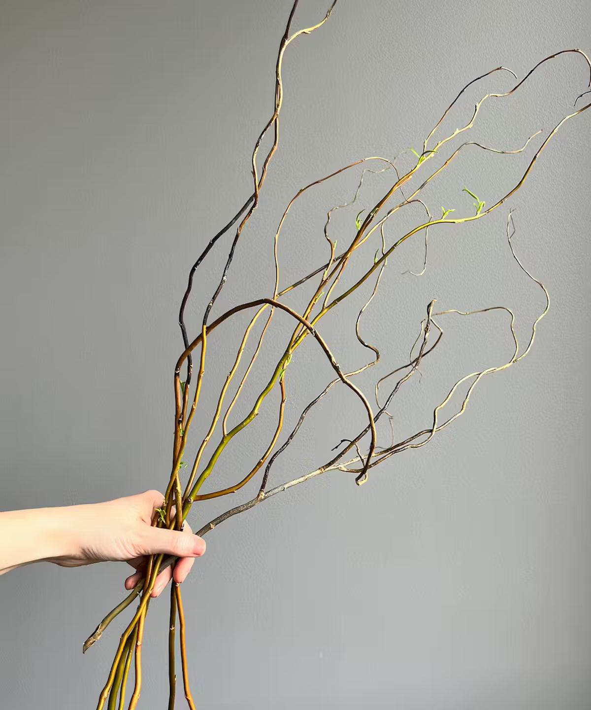 Curly Willow Tips Bunch