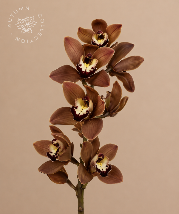 FALL Cymbidium Brown Stem