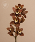 FALL Cymbidium Brown Stem