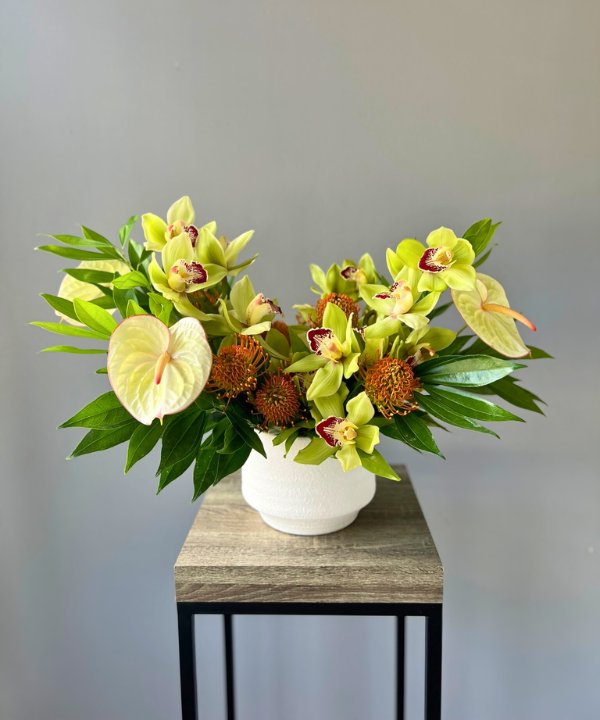Cymbidium Orchid Green Stem