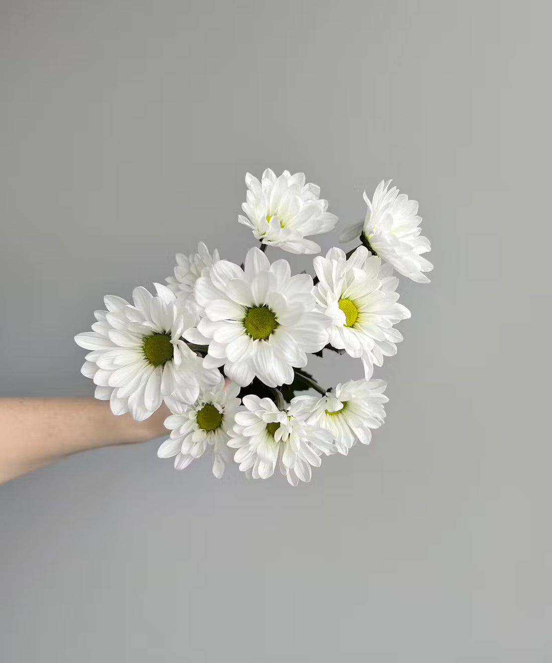 Daisy Pom White Bunch