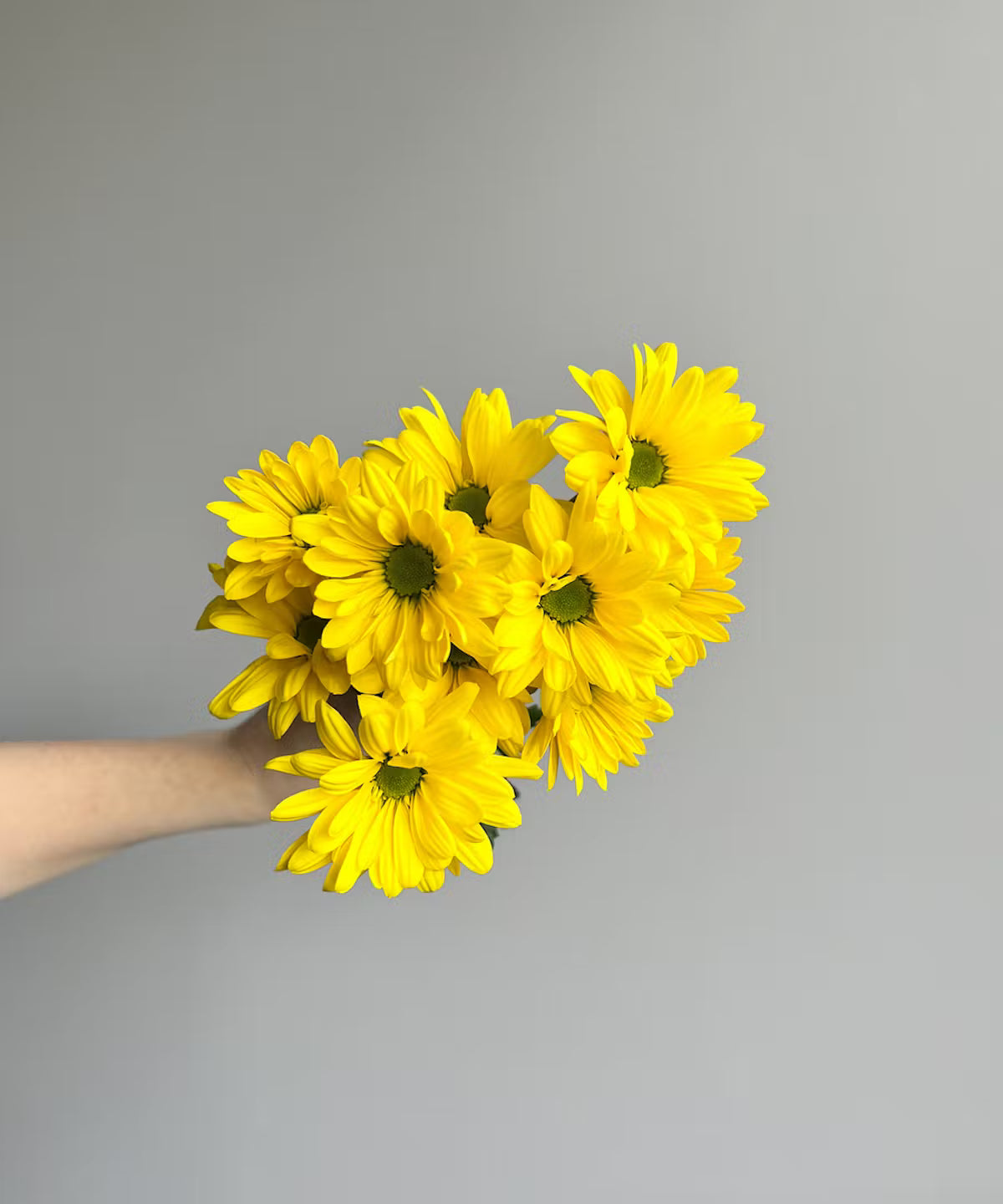 Daisy Pom Yellow Bunch