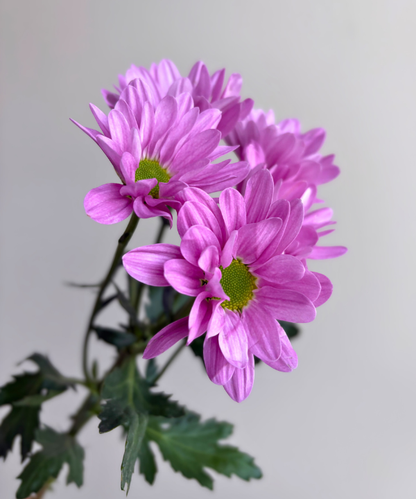 Daisy Pom Lavender Bunch