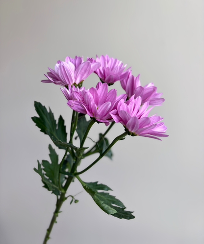 Daisy Pom Lavender Bunch
