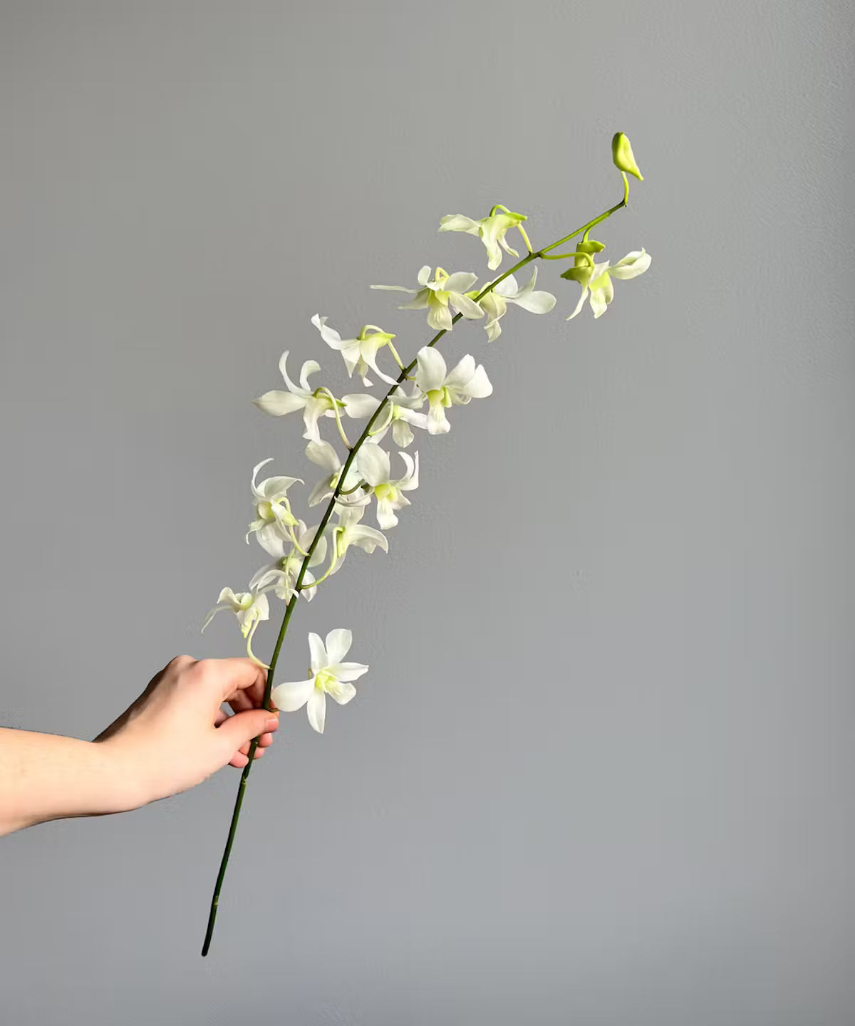 Dendrobium Orchid White Bunch