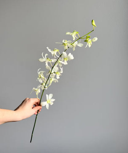 Dendrobium Orchid White Bunch