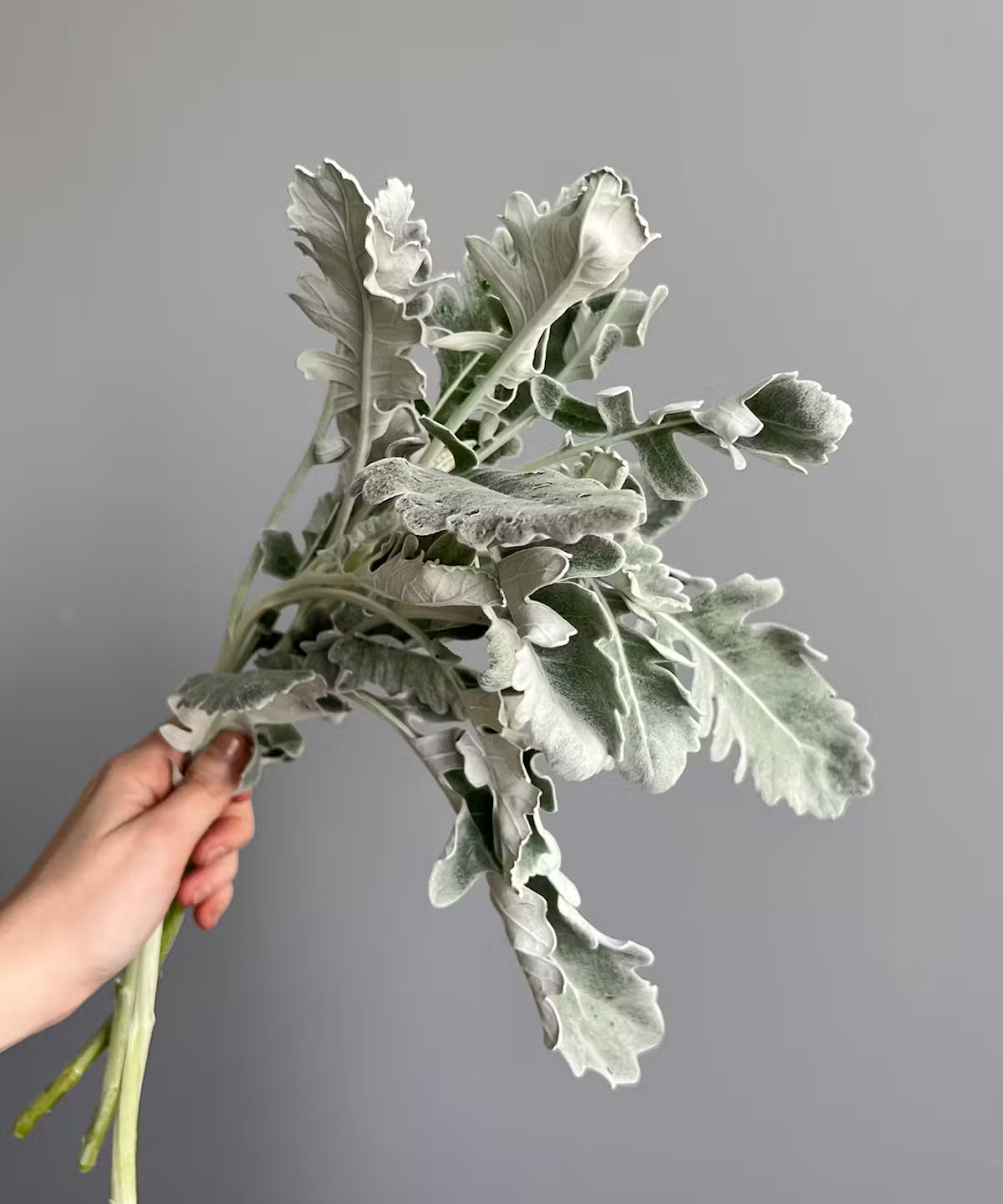 Dusty Miller Bunch