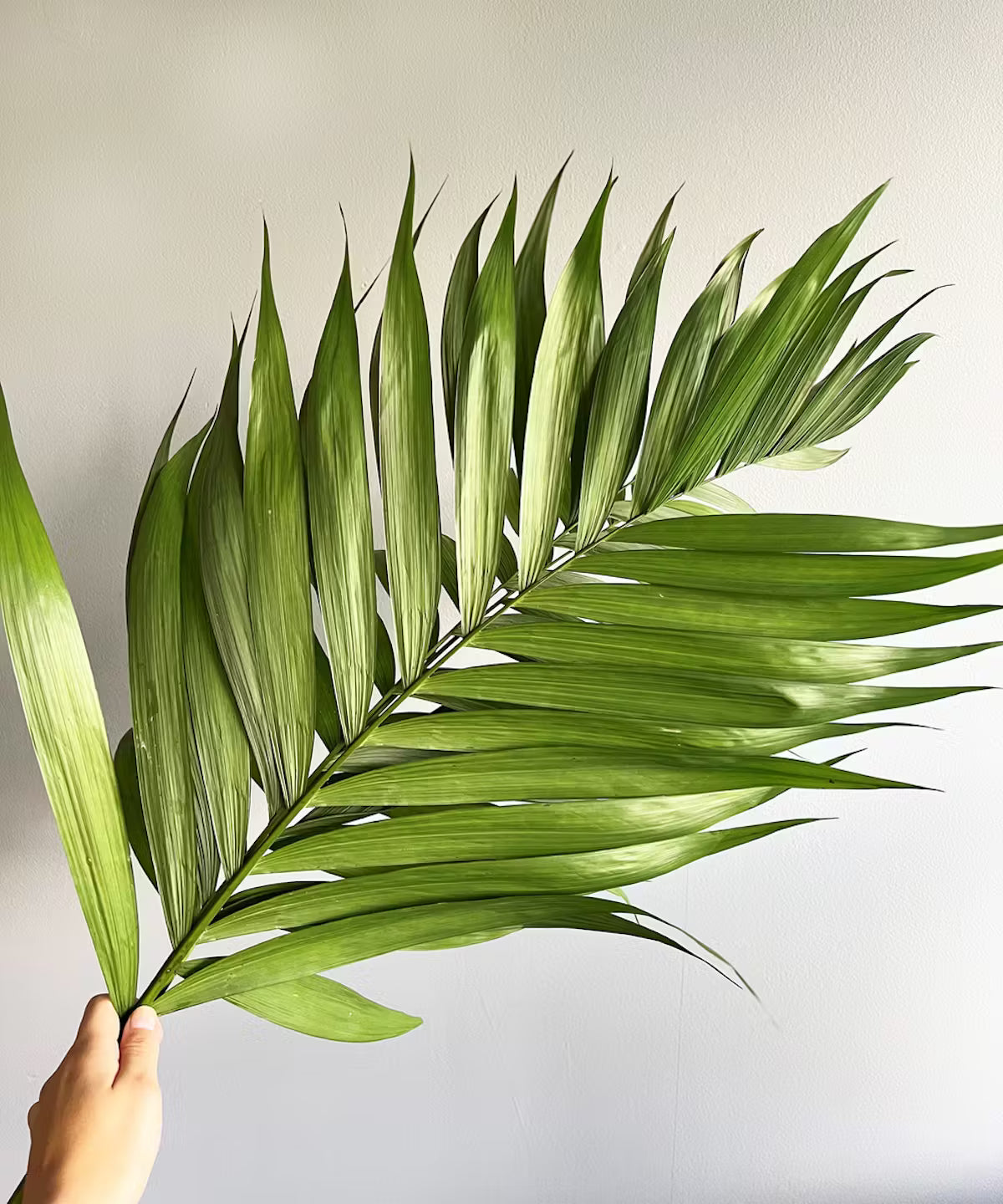 Emerald Palm Bunch