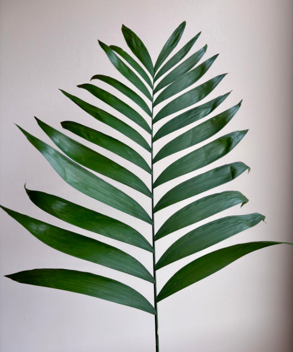 Emerald Palm Bunch