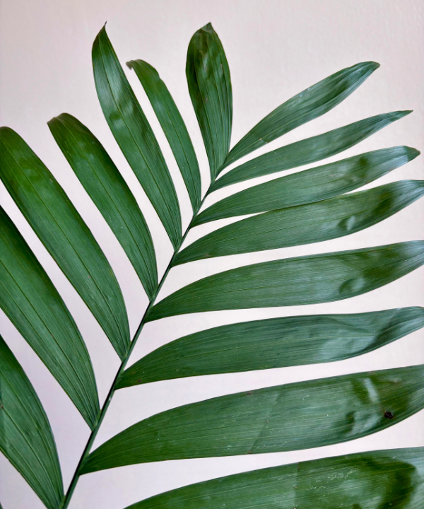 Emerald Palm Bunch