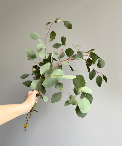 Eucalyptus Silver Dollar Bunch