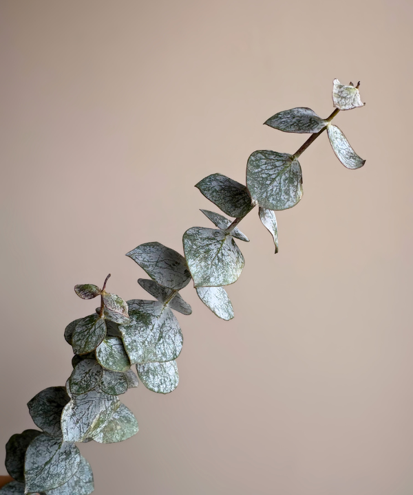 Eucalyptus Baby Blue Bunch