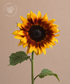 FALL Sunflower Firewalker Bunch