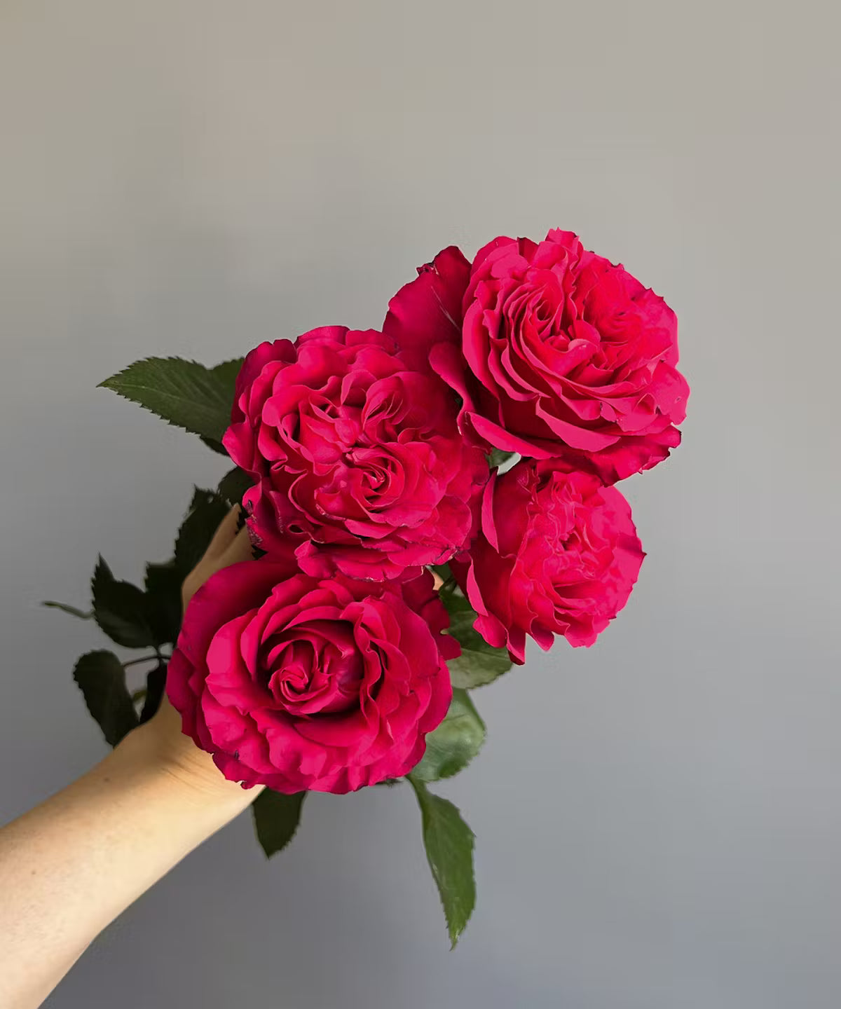Garden Rose Hot Pink Mayra Bunch