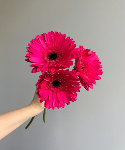 Gerbera Daisy Hot Pink Bunch
